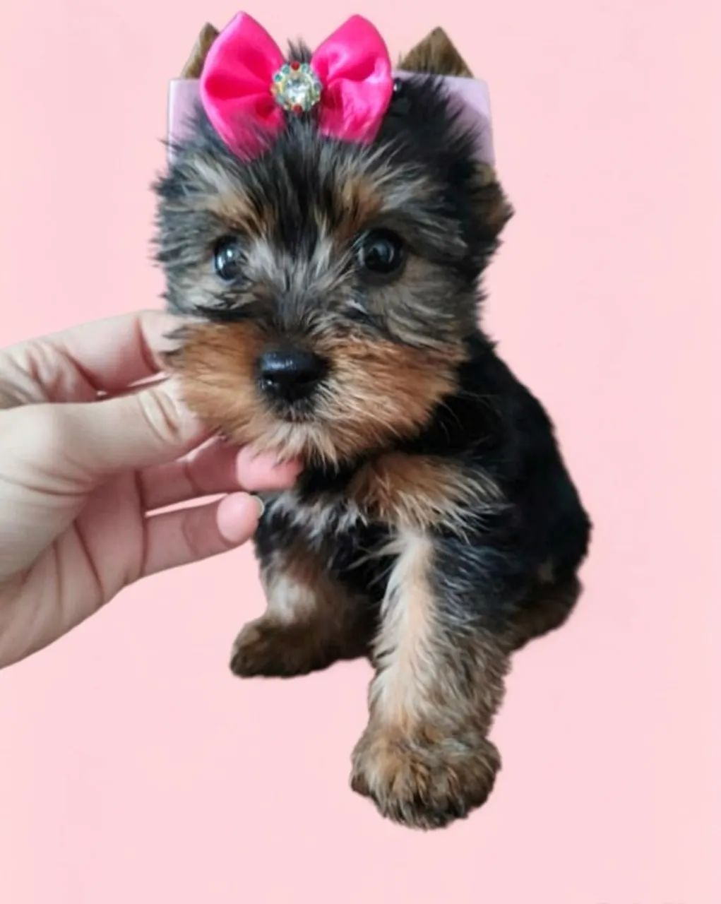 Uma Princesa Yorkshire Esperando um Lar