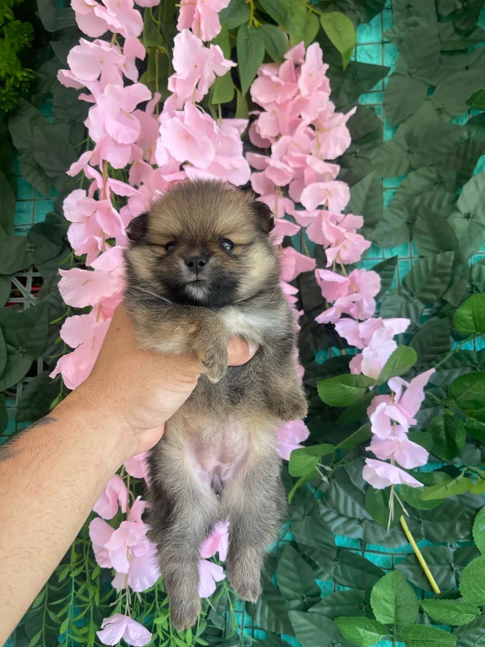 Spitz Alemão - Lulu da Pomerania - 12 x  - Foto 3