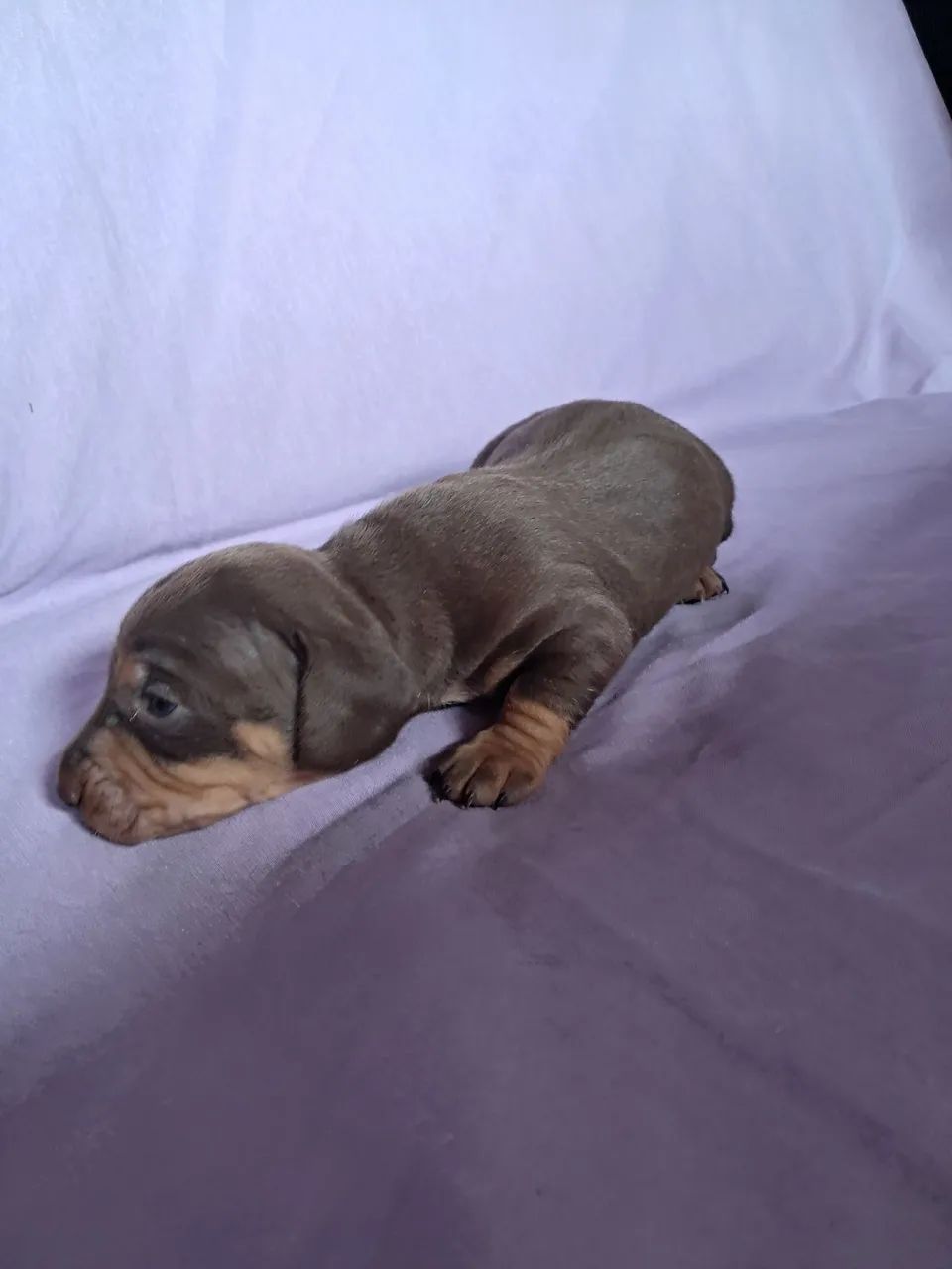 Dachshund  - Foto 2
