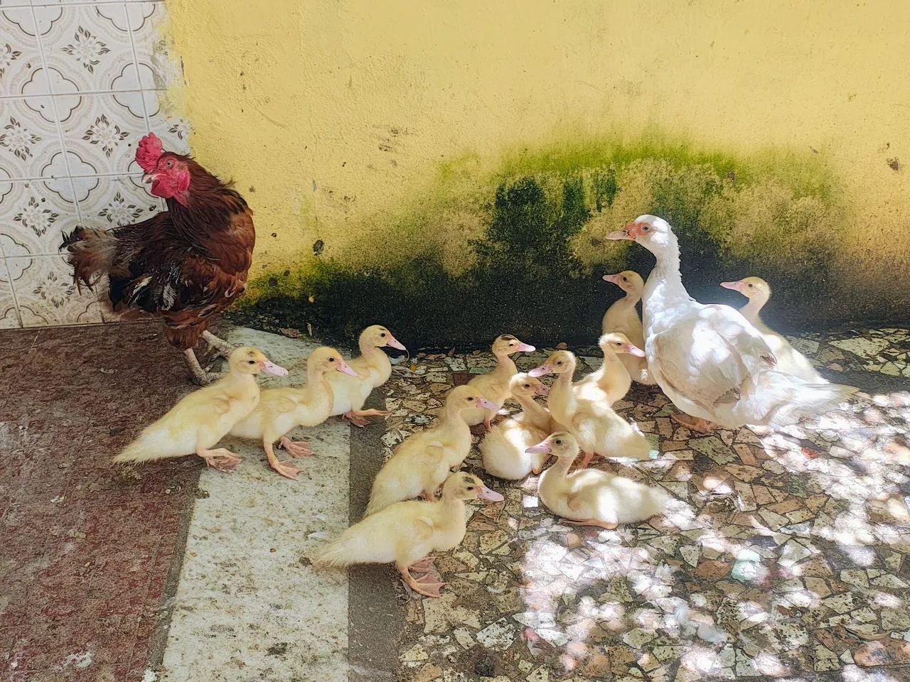 Lindos e amigáveis 