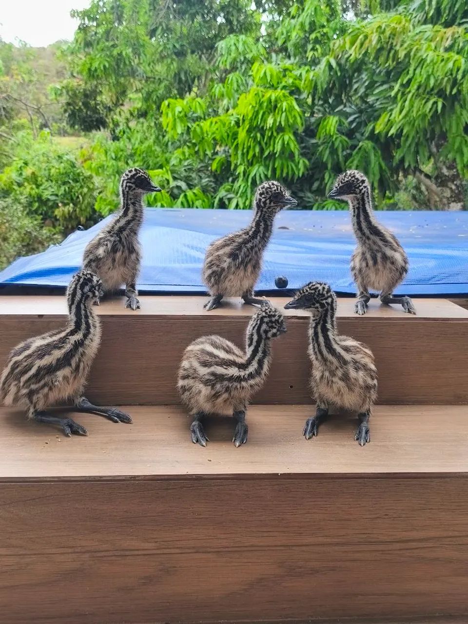 Pintinhos de Emu Galinha 