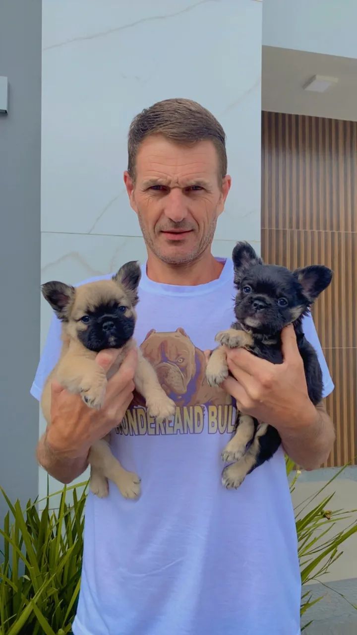 FILHOTE DE BULDOGUE FRANCÊS FLUFFY - Foto 2