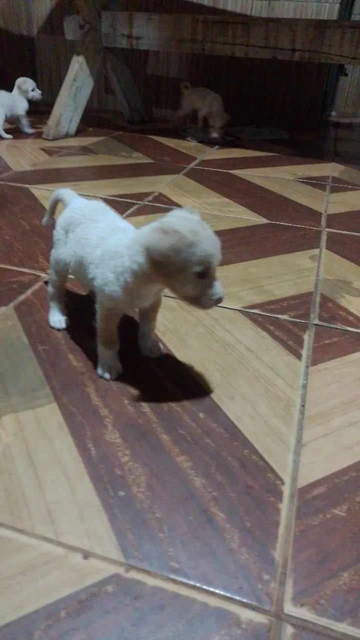 Doação de labrador 