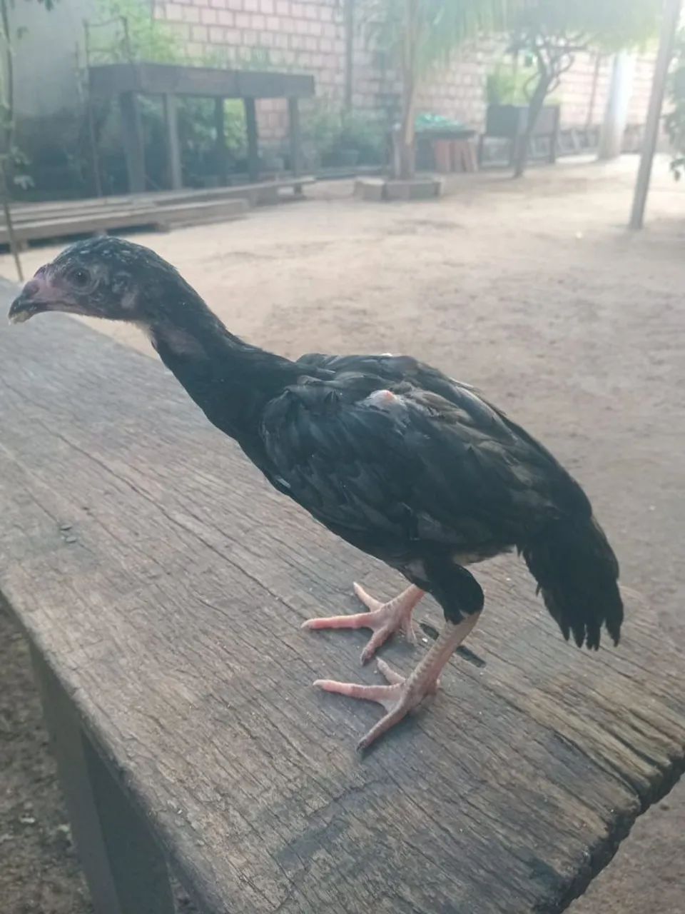 Genética ponto 40 - Foto 2