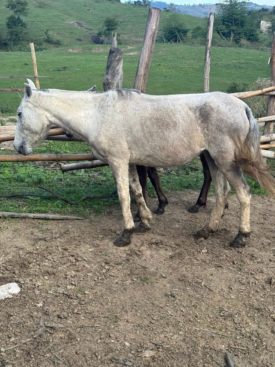 Cavalos