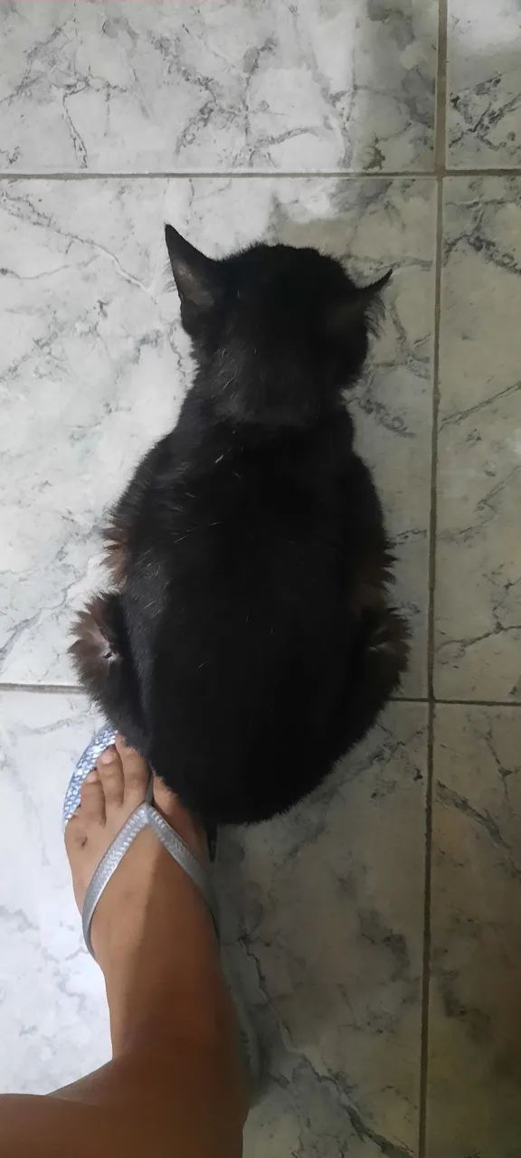 Gata para adoção  - Foto 2