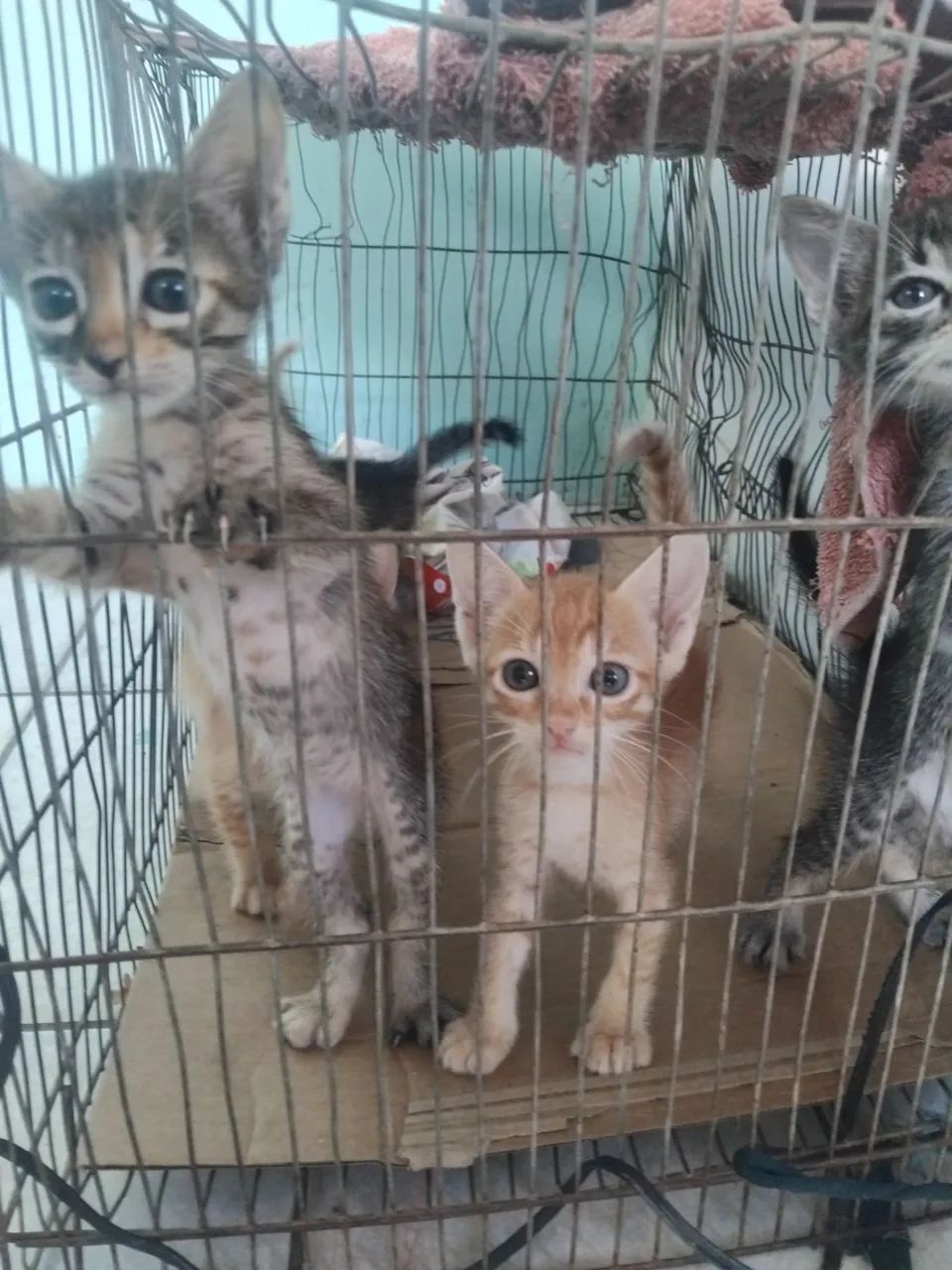 Gatos
