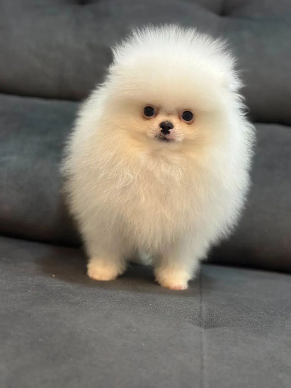 Spitz Alemão Disponível - Foto 2
