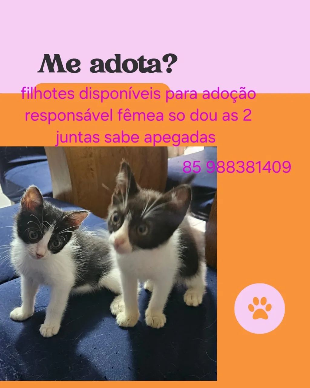Doação de gata filhote 