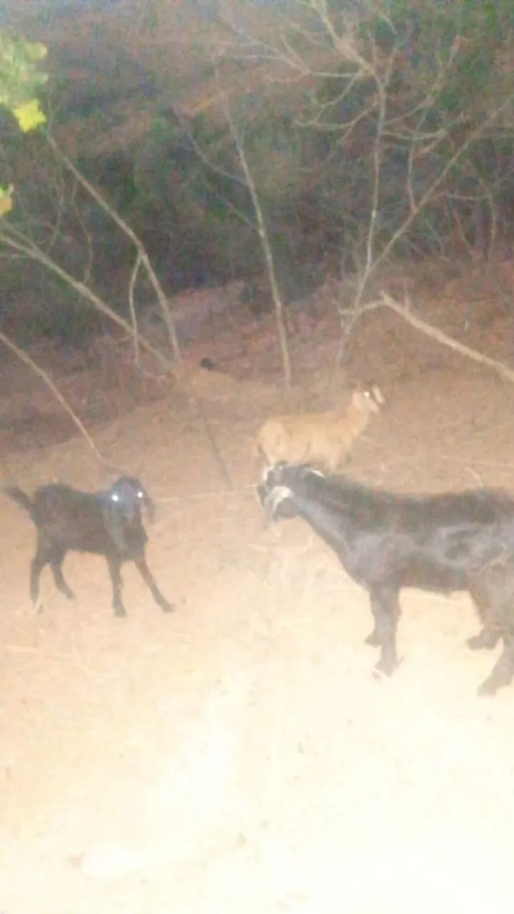 Cabras, cabritos e bodes a parti de 600,00 - Foto 2