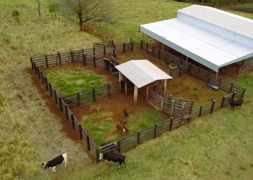 CÓD578  Chácara 19,61 ha com Estrutura para Confinamento | Campo Grande/MS - Foto 4