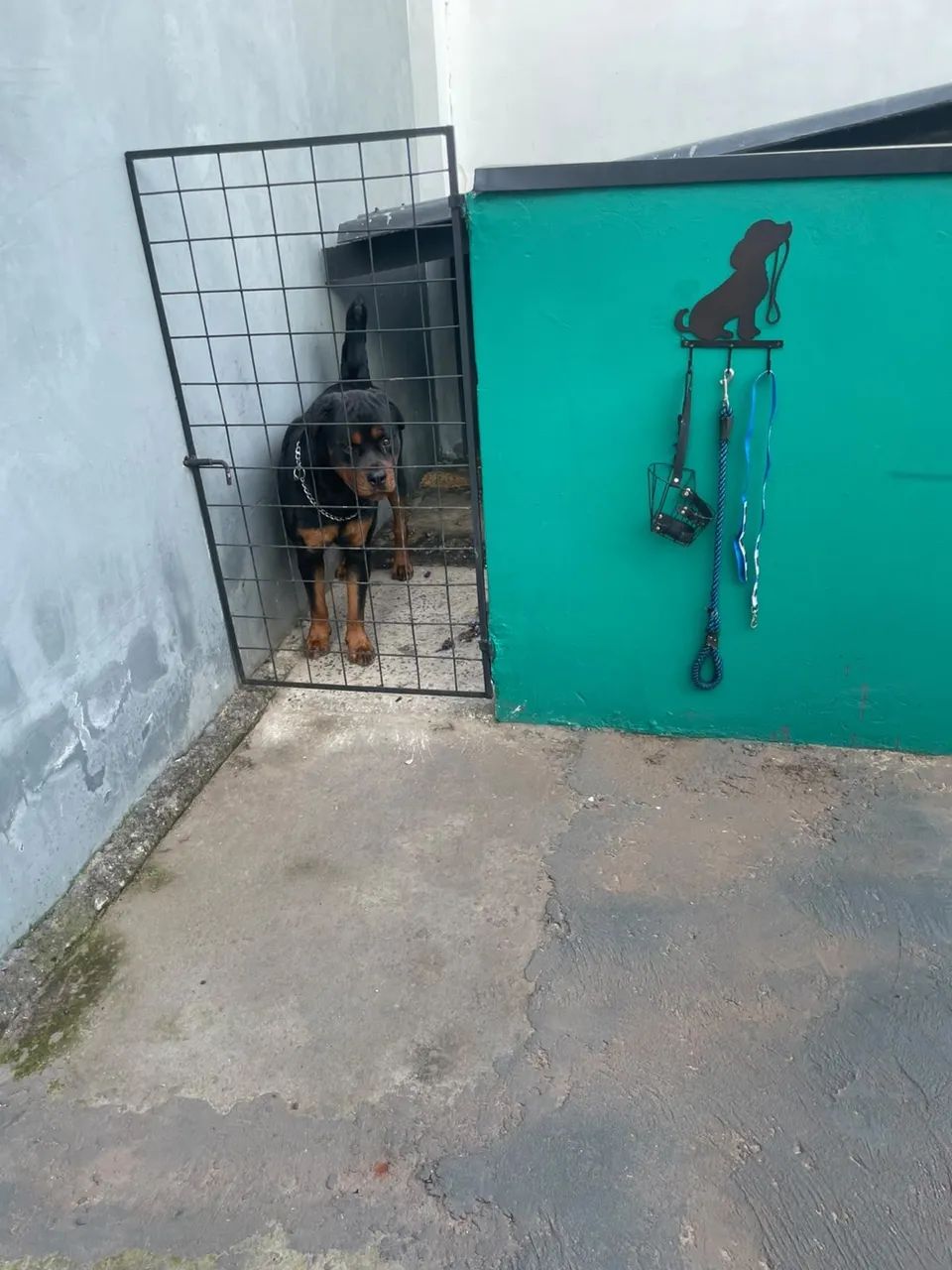 Rottweiler - Foto 3