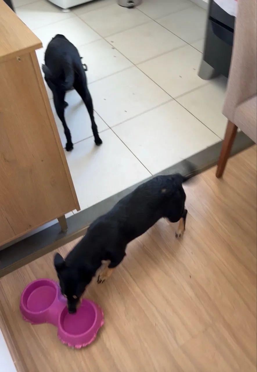 Doação de Pet