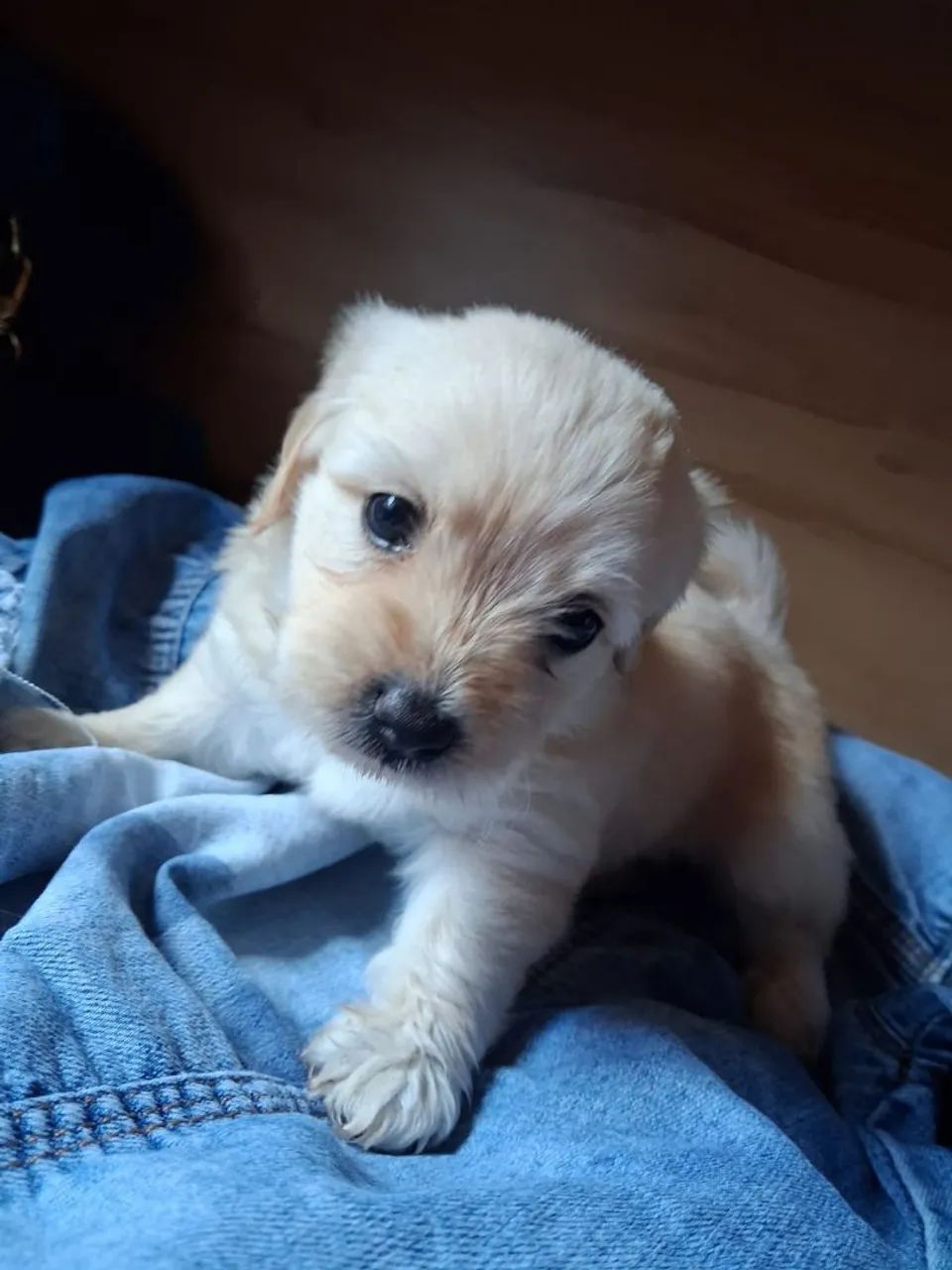 Vendo Poodle   - Foto 2