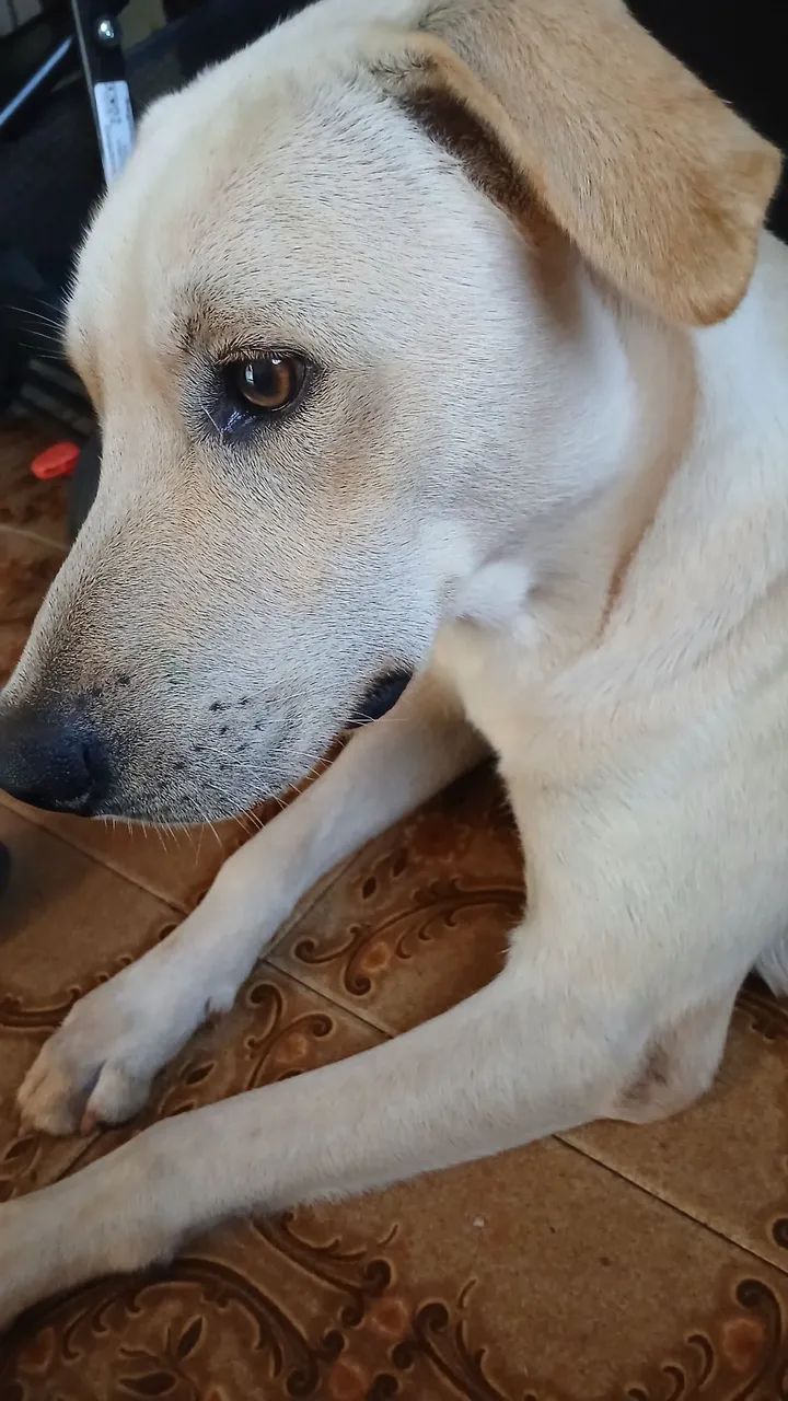 Doação cachorro macho  - Foto 2