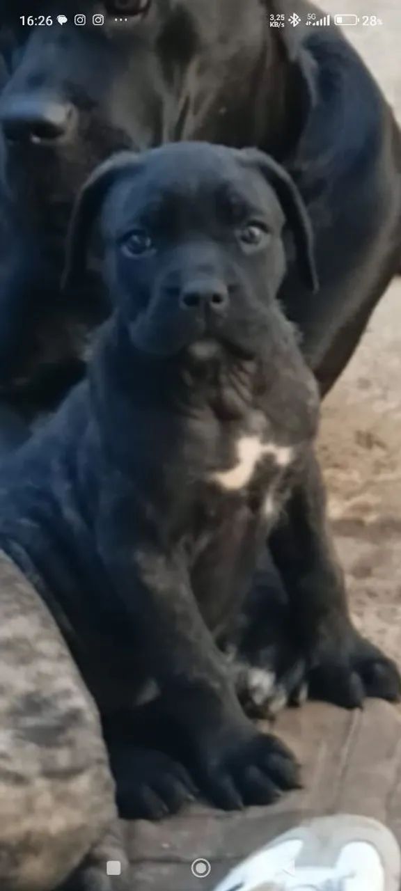 Vendo filhotes de cane corso  - Foto 3