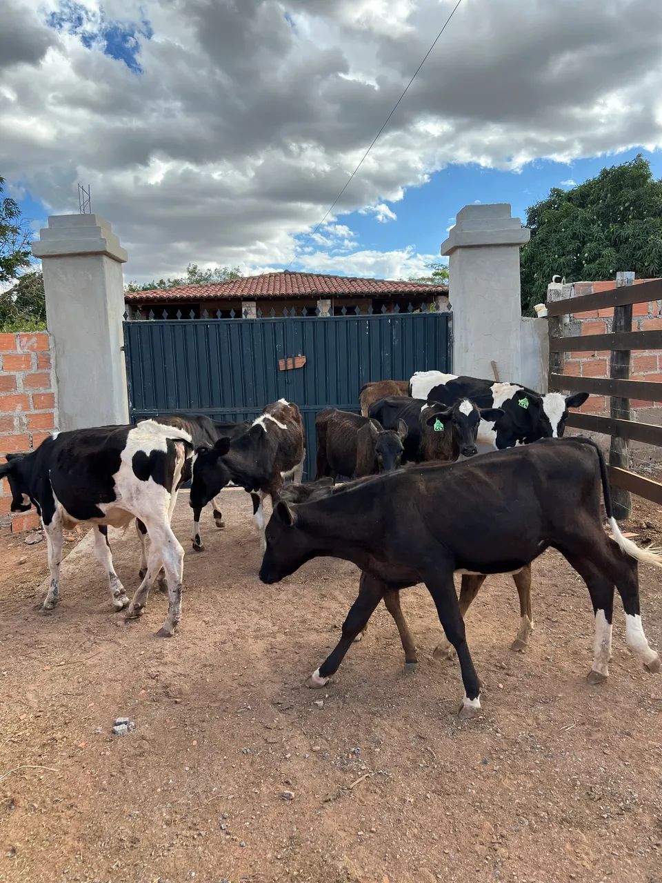 Lote de 9 bezerras  - Foto 3