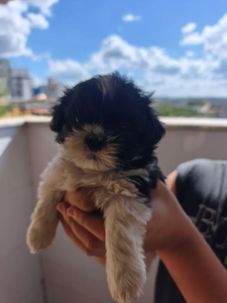 Fêmea de Mini Shihtzu  - Foto 2