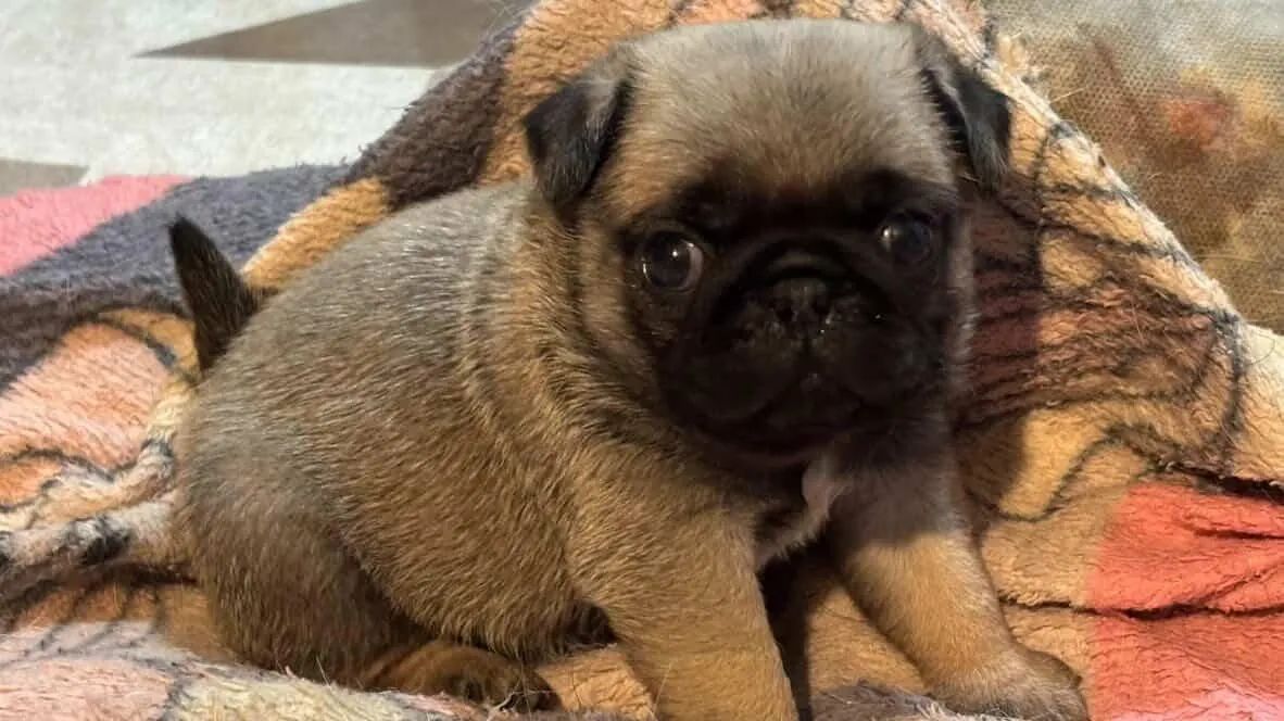 Filhote Pug fêmea  - Foto 2