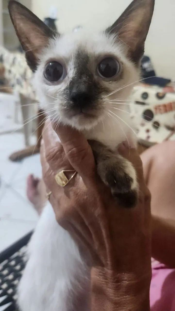 Doação de gatinhos  - Foto 3