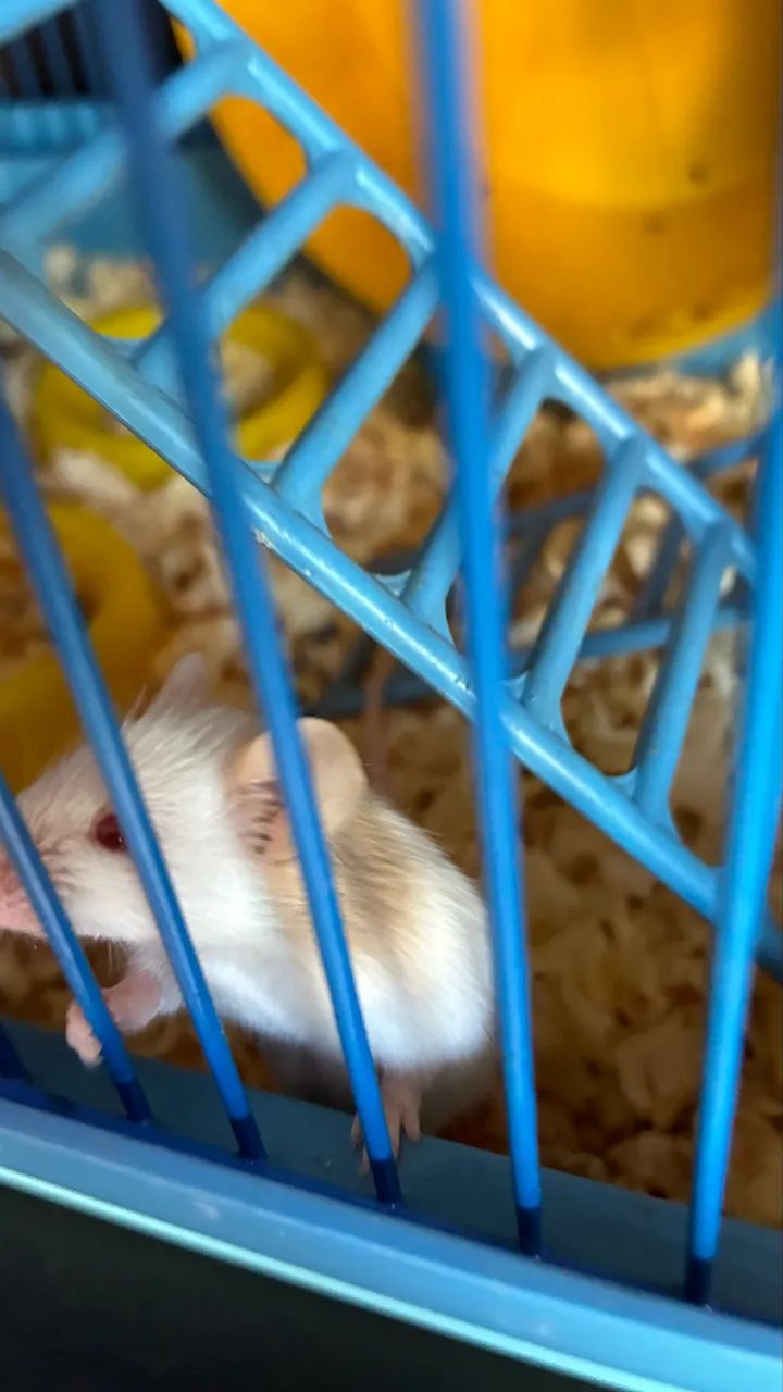 Hamster - Foto 5