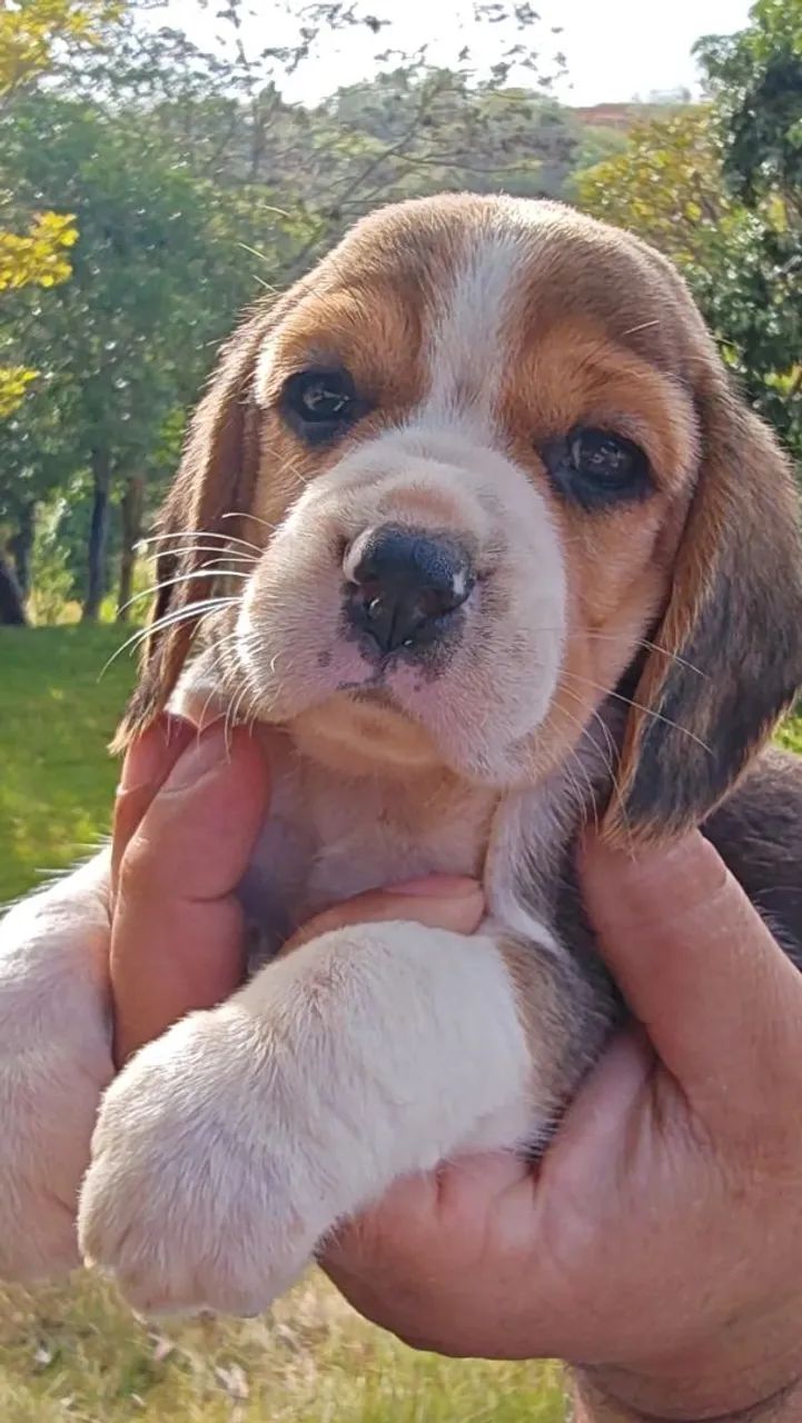 Belíssimos filhotes de Beagle  - Foto 4