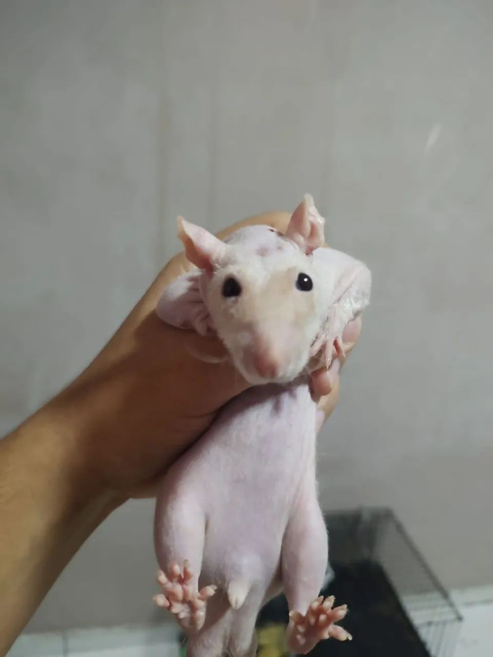 Kit 5 Ratos raça pelados + acessórios 