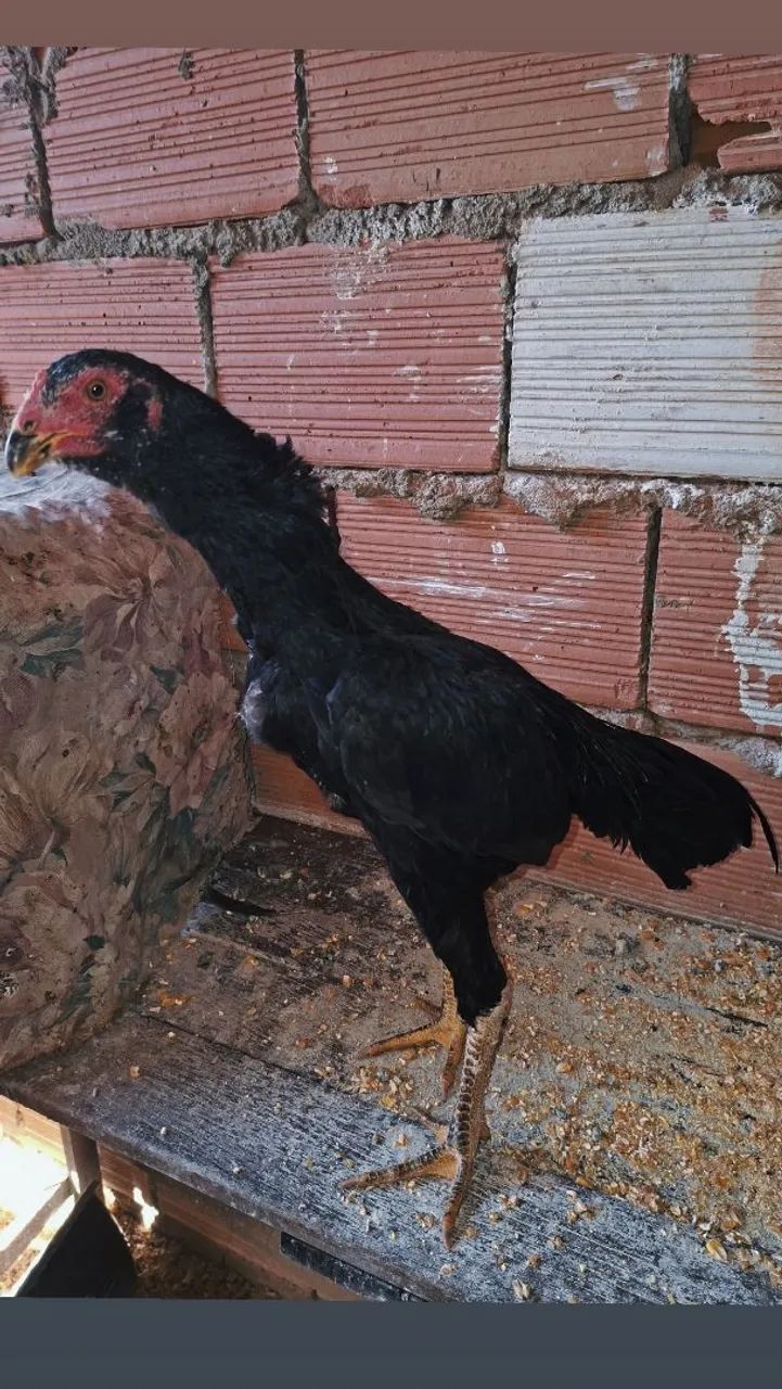 frango e franga - Foto 2