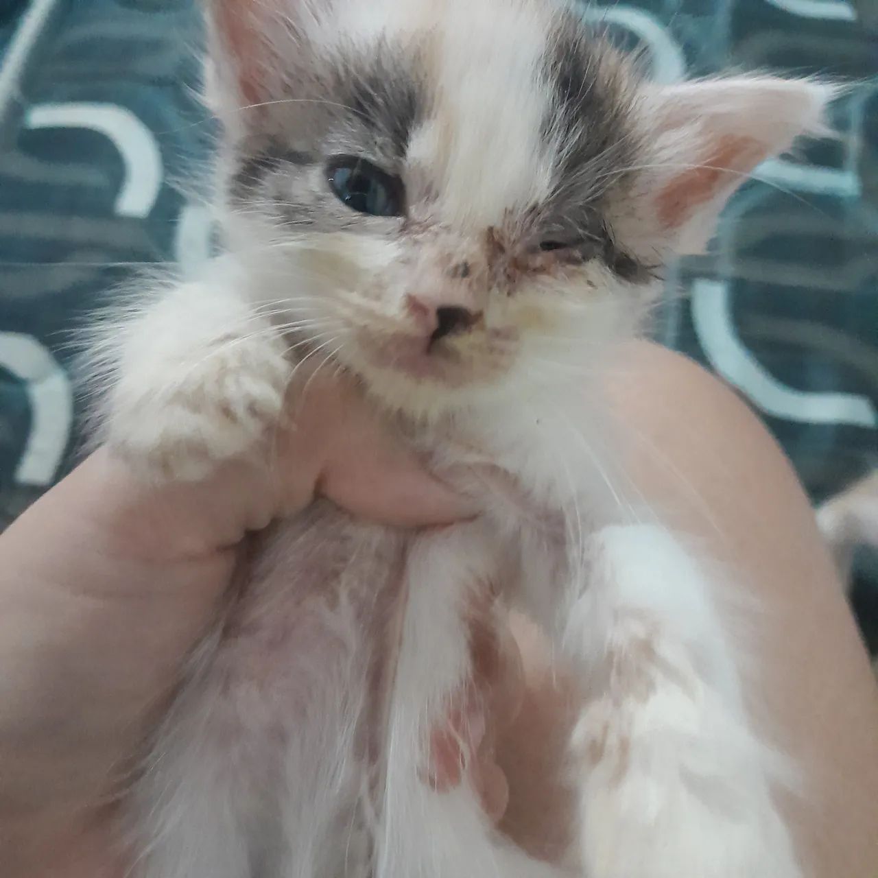 ADOÇÃO DE GATOS - Foto 3