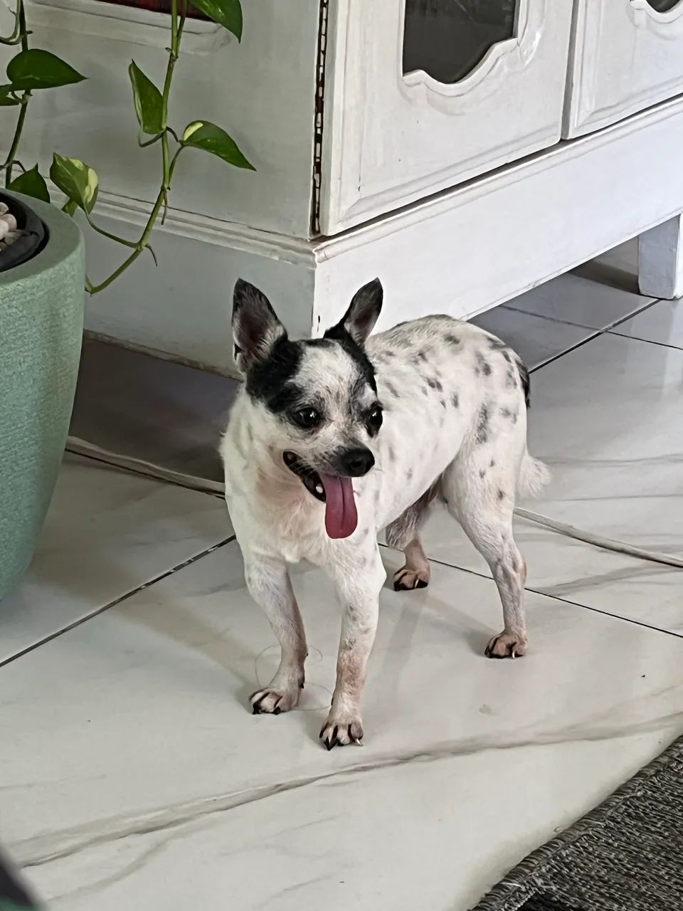 Chihuahua cachorro quero namorar - Foto 4