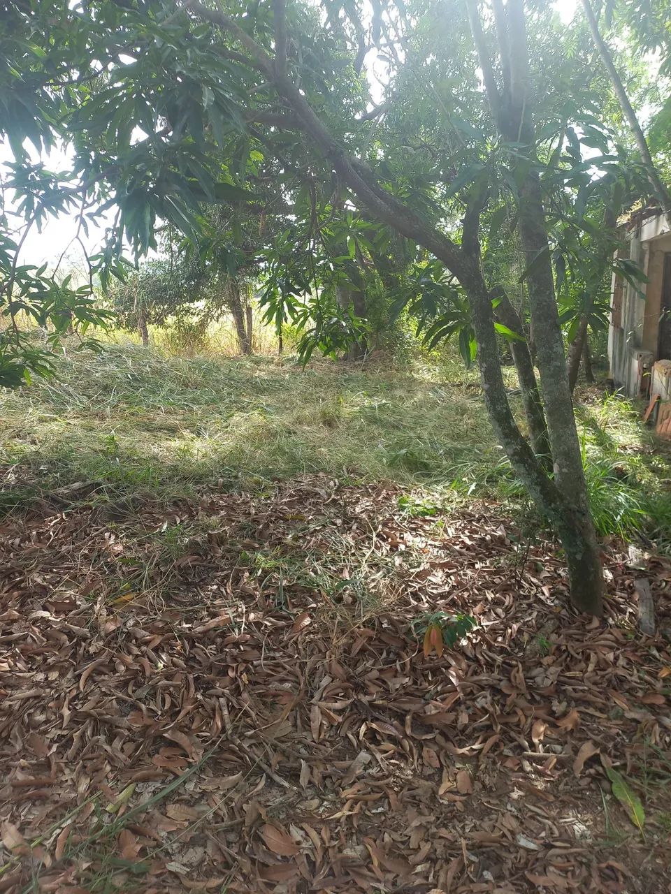 Sitio 8 hectares  - Foto 4