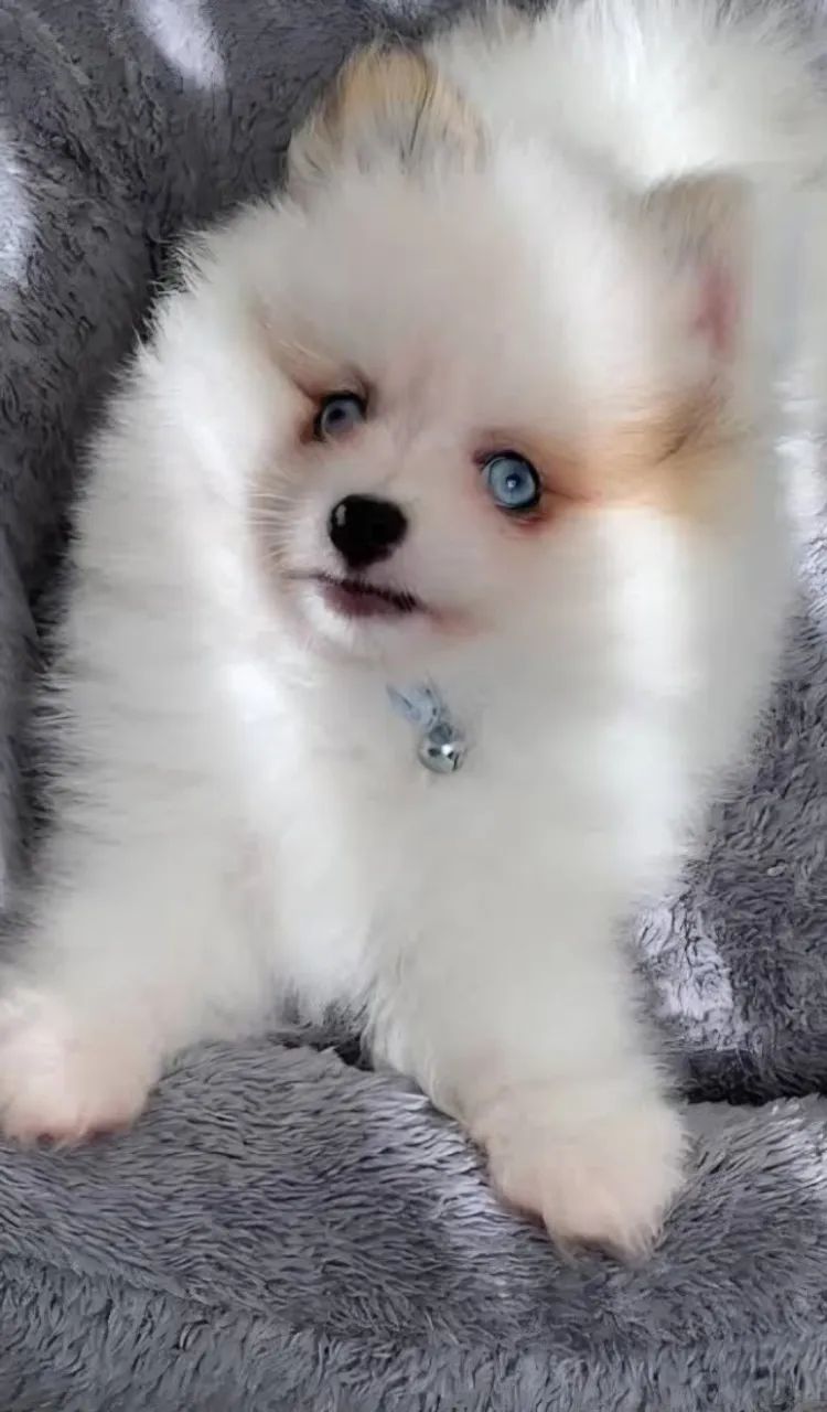 Spitz Alemão Macho Padreador Cruza - Foto 4
