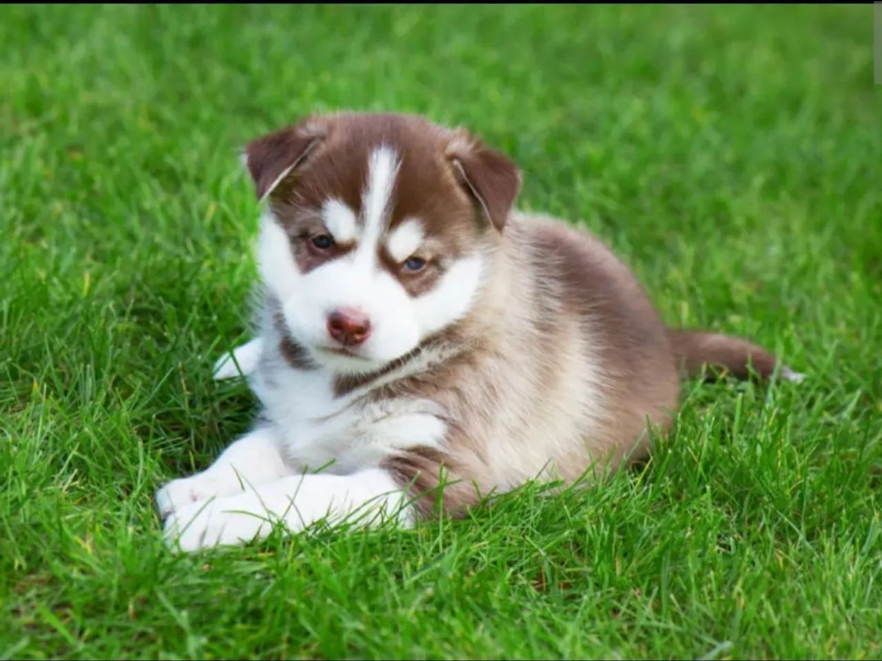 Husky siberiano 