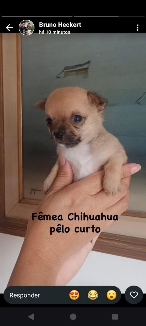 Filhotes de Chihuahua 