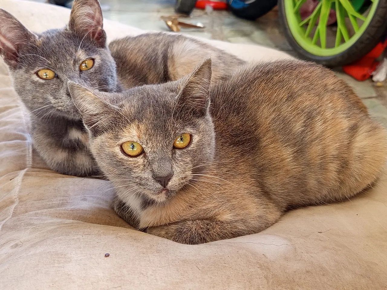 Gatinhas