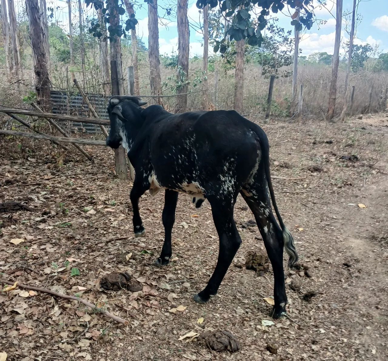 Boi de 1ano e 3 meses - Foto 3