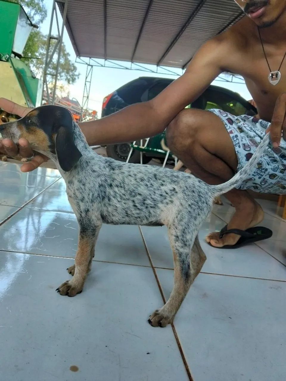 Filhotes de cachorro americano urrador  - Foto 4