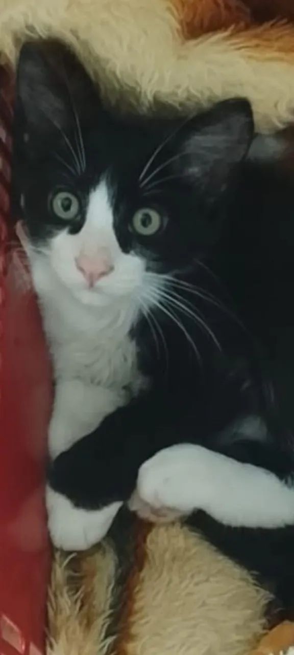 Gatinho para doação, 2 meses e meio de idade