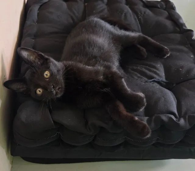 Doa-se gatinha linda, dócil e desmamada - Foto 2