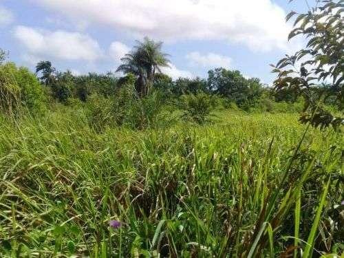 Barbada!!! Vendemos com exclusividade um Sítio/Terreno com 10,6 hectares - Foto 15