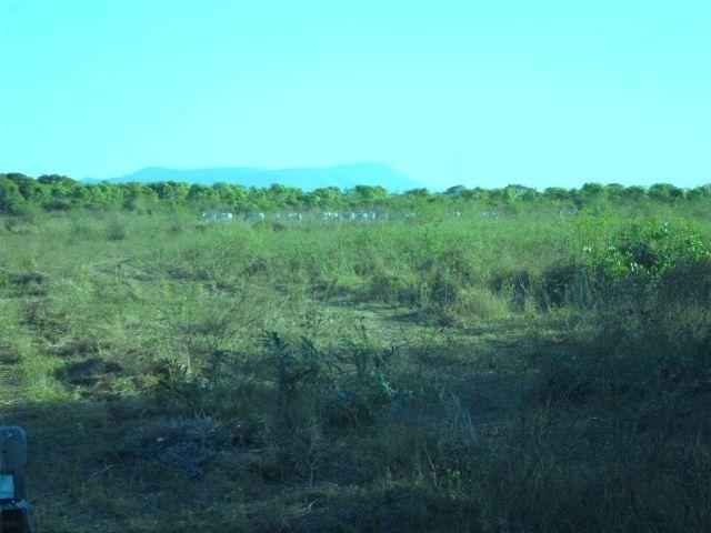 Fazenda na estrada parque de corumba ms - Foto 3