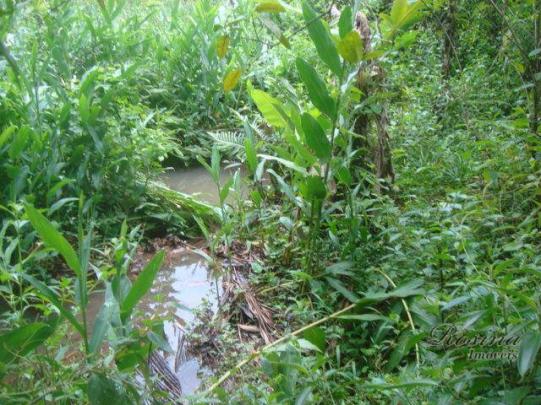 Linda chácara medindo 12.100,00 m² localizada no rio sagrado em morretes - Foto 9