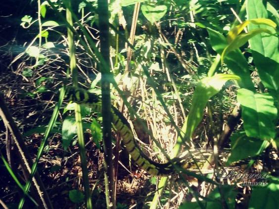 Terreno com 36.300 m² com registro de imóveis de frente para o asfalto - Foto 9