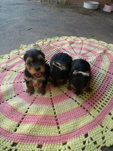 Vendo Filhote yorkshire Terrier - Foto 3