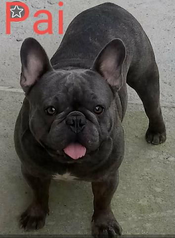 Bulldog frances quer mamorar