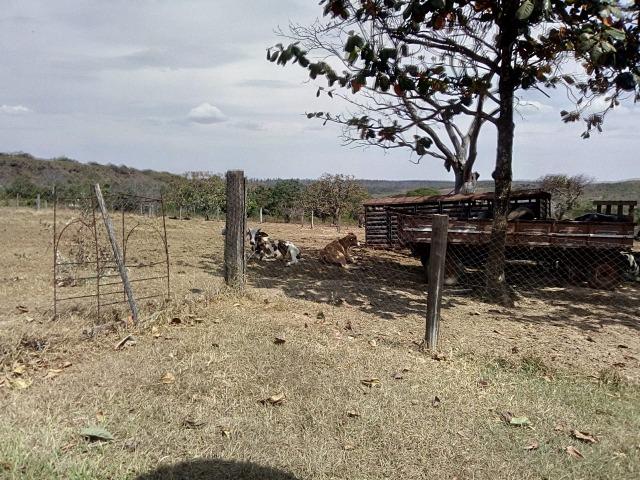Venda de Fazenda, 650 hectares, Guiratinga - MT - Foto 3