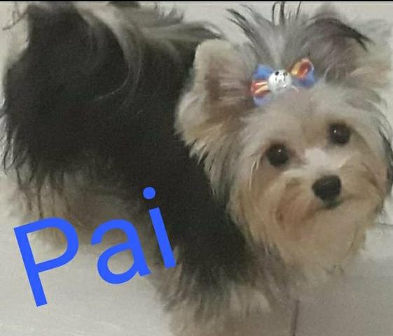 Vendo Filhote yorkshire Terrier