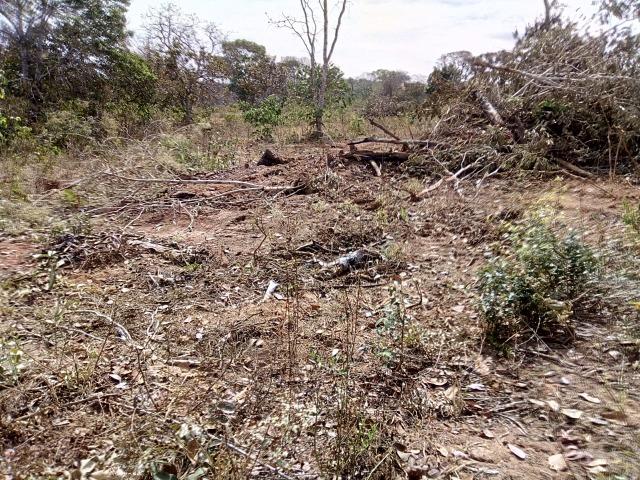 Venda de Fazenda, 650 hectares, Guiratinga - MT - Foto 10
