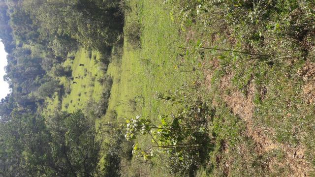 Fazenda 85 alqueres - Foto 14