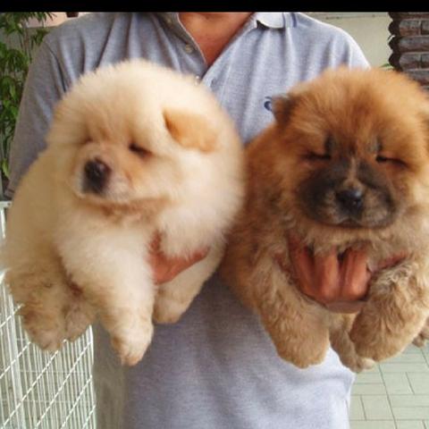 Chow-chow ligue para adquirir conosco (11)9.6842.5101 - Foto 2